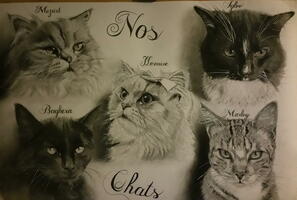 Nos Chats