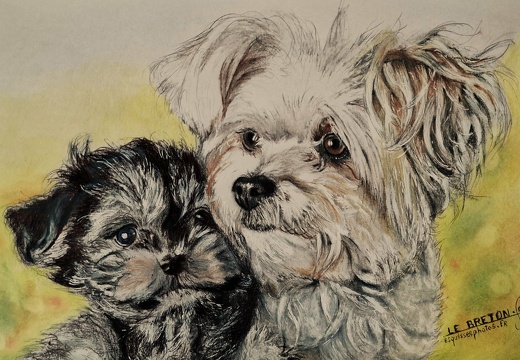 ANIMAUX